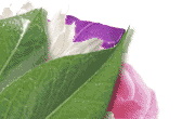 flower image