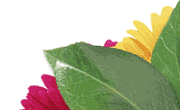 flower image
